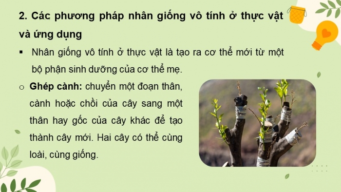 Giáo án và PPT đồng bộ Sinh học 11 cánh diều