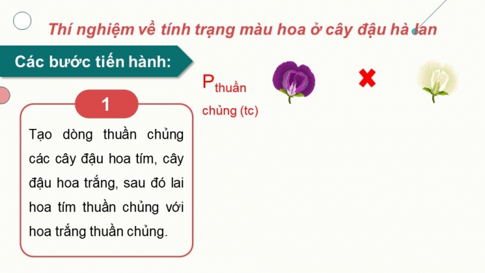 Giáo án và PPT đồng bộ Sinh học 9 kết nối tri thức