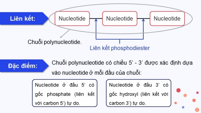 Giáo án và PPT đồng bộ Sinh học 9 cánh diều