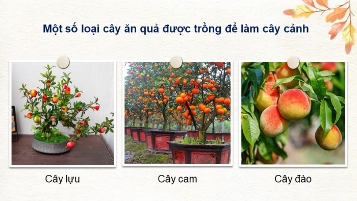 Giáo án và PPT đồng bộ Công nghệ 9 Trồng cây ăn quả Cánh diều