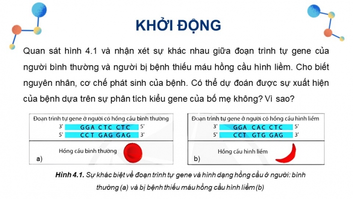 Giáo án và PPT đồng bộ Sinh học 12 cánh diều