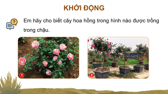 Giáo án và PPT đồng bộ Công nghệ 4 cánh diều