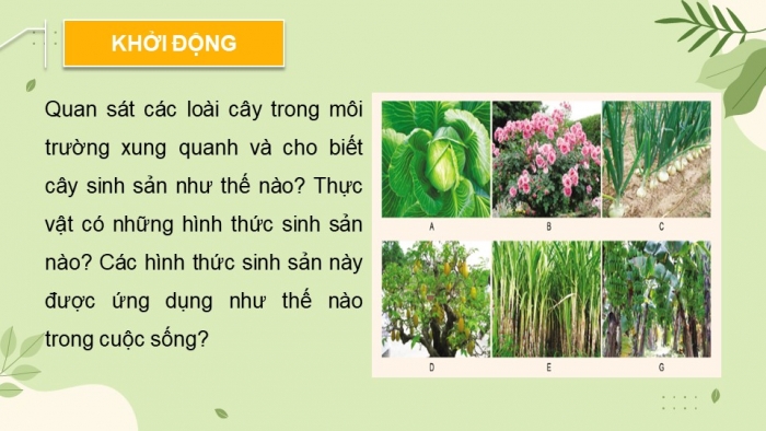 Giáo án và PPT đồng bộ Sinh học 11 cánh diều