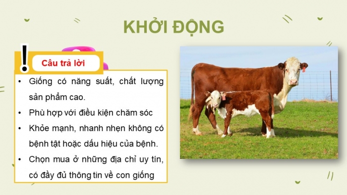 Giáo án và PPT đồng bộ Công nghệ 11 Công nghệ chăn nuôi Cánh diều