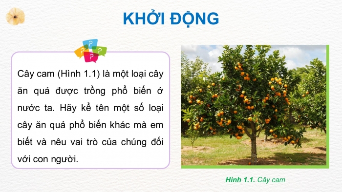 Giáo án điện tử Công nghệ 9 Trồng cây ăn quả Kết nối Bài 1: Giới thiệu chung về cây ăn quả