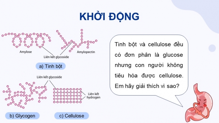 Giáo án điện tử Hoá học 12 kết nối Bài 6: Tinh bột và cellulose