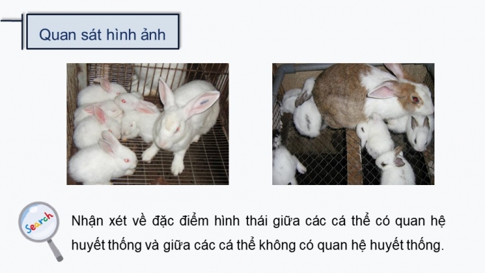 Giáo án điện tử Sinh học 12 kết nối Bài 2: Gene, quá trình truyền đạt thông tin di truyền và hệ gene