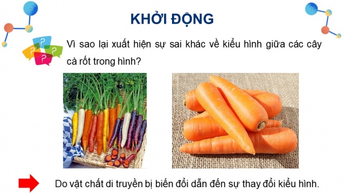 Giáo án điện tử Sinh học 12 kết nối Bài 4: Đột biến gene