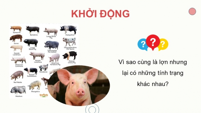 Giáo án điện tử KHTN 9 cánh diều - Phân môn Sinh học Bài 34: Từ gene đến tính trạng