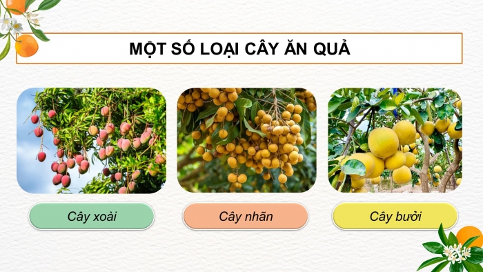 Giáo án điện tử Công nghệ 9 Trồng cây ăn quả Kết nối Bài 1: Giới thiệu chung về cây ăn quả