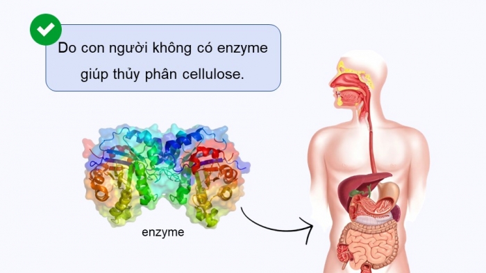 Giáo án điện tử Hoá học 12 kết nối Bài 6: Tinh bột và cellulose