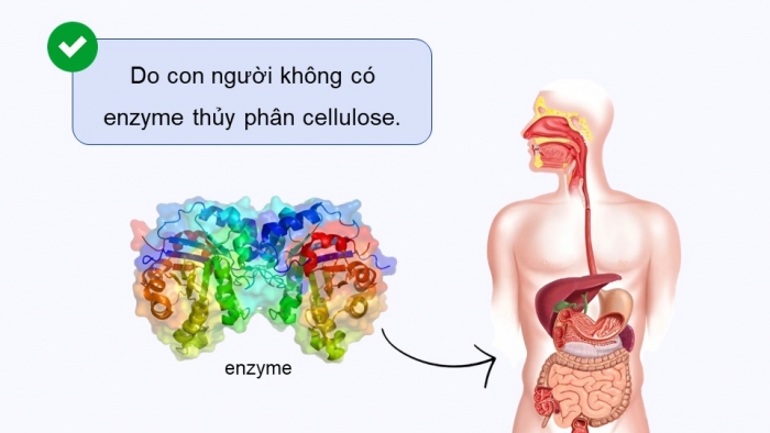 Giáo án điện tử Hoá học 12 chân trời Bài 5: Tinh bột và cellulose