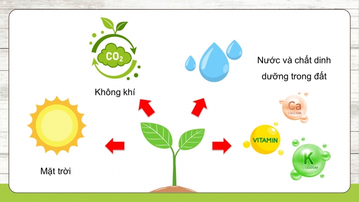 Giáo án điện tử Khoa học 5 chân trời Bài 1: Thành phần và vai trò của đất