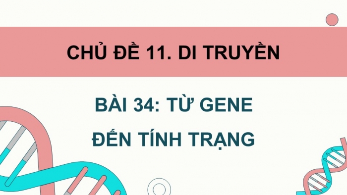 Giáo án điện tử KHTN 9 cánh diều - Phân môn Sinh học Bài 34: Từ gene đến tính trạng