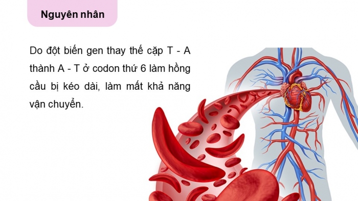 Giáo án và PPT đồng bộ Sinh học 12 cánh diều