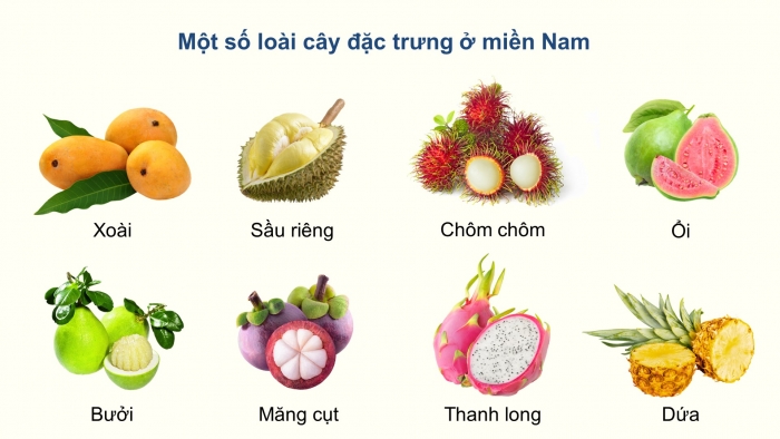 Giáo án điện tử Địa lí 12 cánh diều Bài 4: Thực hành Trình bày báo cáo về sự phân hóa tự nhiên Việt Nam