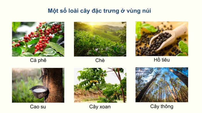 Giáo án điện tử Địa lí 12 cánh diều Bài 4: Thực hành Trình bày báo cáo về sự phân hóa tự nhiên Việt Nam