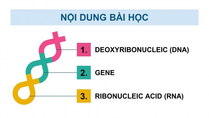 Giáo án điện tử KHTN 9 chân trời - Phân môn Sinh học Bài 37: Nucleic acid và ứng dụng