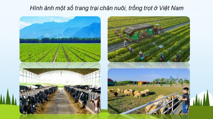 Giáo án và PPT đồng bộ Địa lí 12 kết nối tri thức