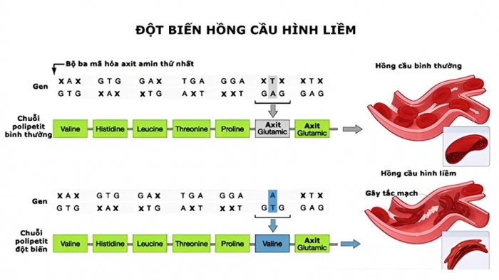 Giáo án và PPT đồng bộ Sinh học 12 cánh diều