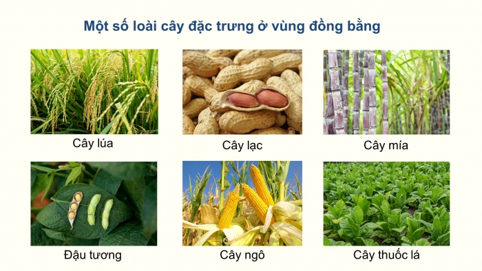 Giáo án điện tử Địa lí 12 cánh diều Bài 4: Thực hành Trình bày báo cáo về sự phân hóa tự nhiên Việt Nam