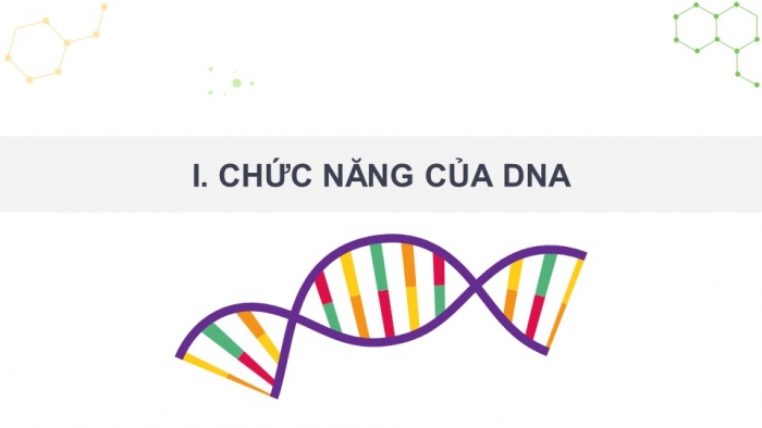 Giáo án điện tử Sinh học 12 kết nối Bài 1: DNA và cơ chế tái bản DNA