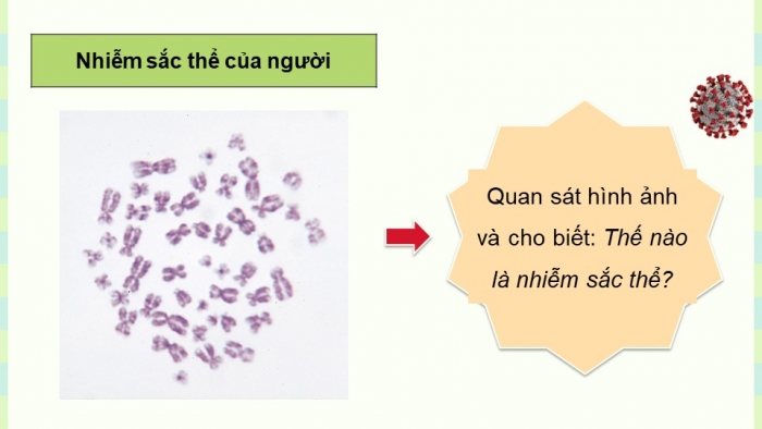 Giáo án điện tử KHTN 9 cánh diều - Phân môn Sinh học Bài 35: Nhiễm sắc thể và bộ nhiễm sắc thể