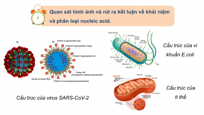 Giáo án điện tử KHTN 9 chân trời - Phân môn Sinh học Bài 37: Nucleic acid và ứng dụng