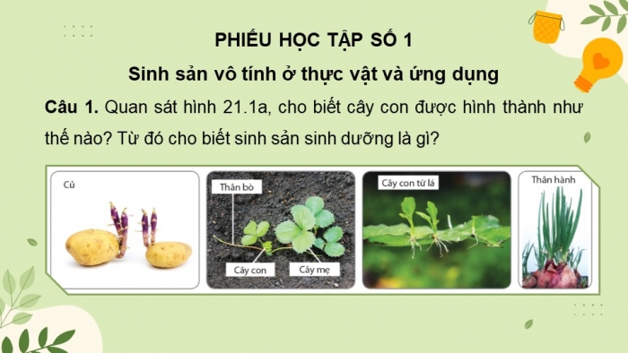 Giáo án và PPT đồng bộ Sinh học 11 cánh diều