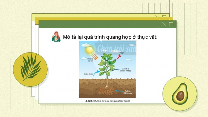 Giáo án và PPT đồng bộ Sinh học 7 chân trời sáng tạo