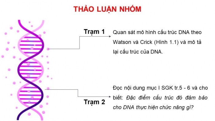 Giáo án điện tử Sinh học 12 kết nối Bài 1: DNA và cơ chế tái bản DNA