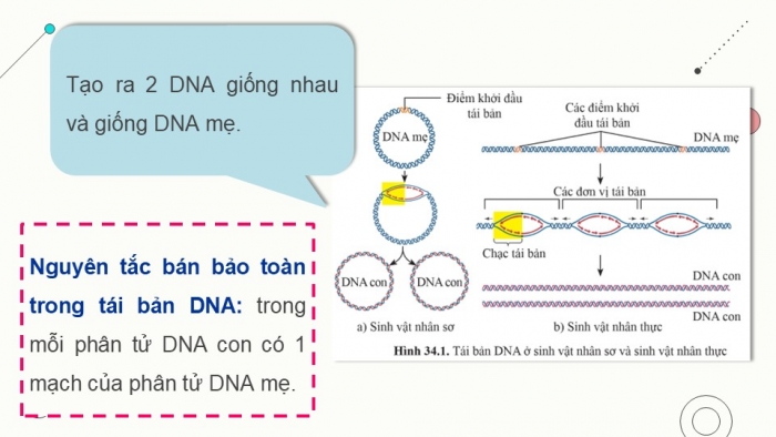 Giáo án điện tử KHTN 9 cánh diều - Phân môn Sinh học Bài 34: Từ gene đến tính trạng