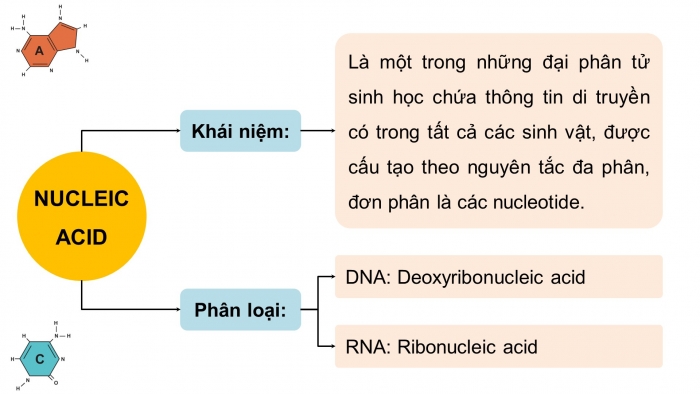 Giáo án điện tử KHTN 9 chân trời - Phân môn Sinh học Bài 37: Nucleic acid và ứng dụng