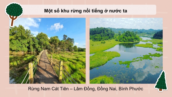 Giáo án và PPT đồng bộ Công nghệ 12 Lâm nghiệp Thuỷ sản Kết nối tri thức