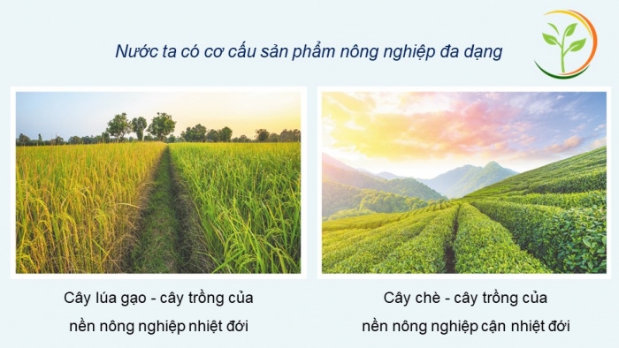 Giáo án điện tử Địa lí 12 kết nối Bài 2: Thiên nhiên nhiệt đới ẩm gió mùa (bổ sung)