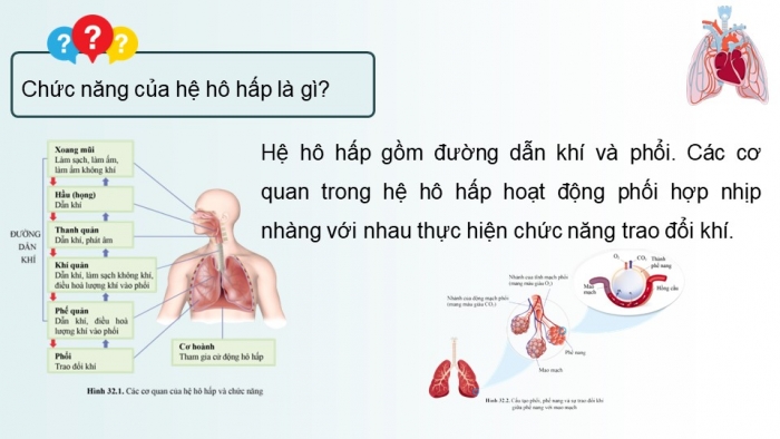 Giáo án và PPT đồng bộ Sinh học 8 cánh diều