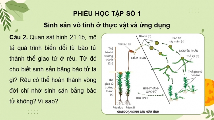 Giáo án và PPT đồng bộ Sinh học 11 cánh diều