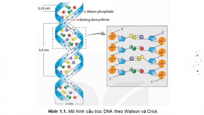 Giáo án điện tử Sinh học 12 kết nối Bài 1: DNA và cơ chế tái bản DNA