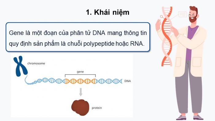 Giáo án điện tử Sinh học 12 kết nối Bài 2: Gene, quá trình truyền đạt thông tin di truyền và hệ gene