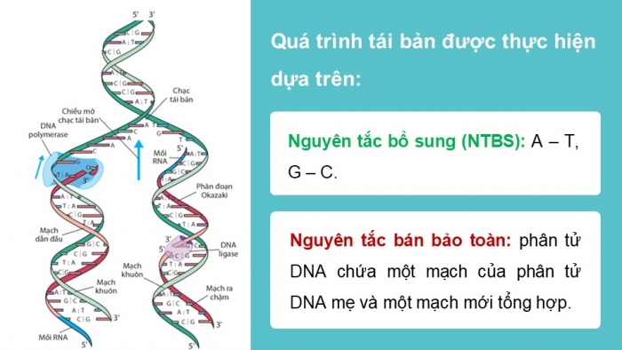 Giáo án điện tử KHTN 9 cánh diều - Phân môn Sinh học Bài 34: Từ gene đến tính trạng