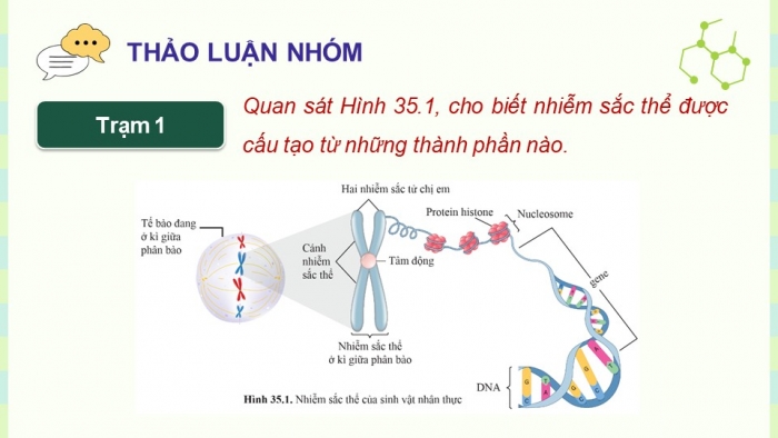 Giáo án điện tử KHTN 9 cánh diều - Phân môn Sinh học Bài 35: Nhiễm sắc thể và bộ nhiễm sắc thể