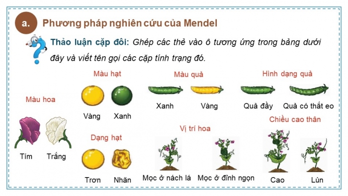 Giáo án điện tử KHTN 9 chân trời - Phân môn Sinh học Bài 36: Các quy luật di truyền của Mendel