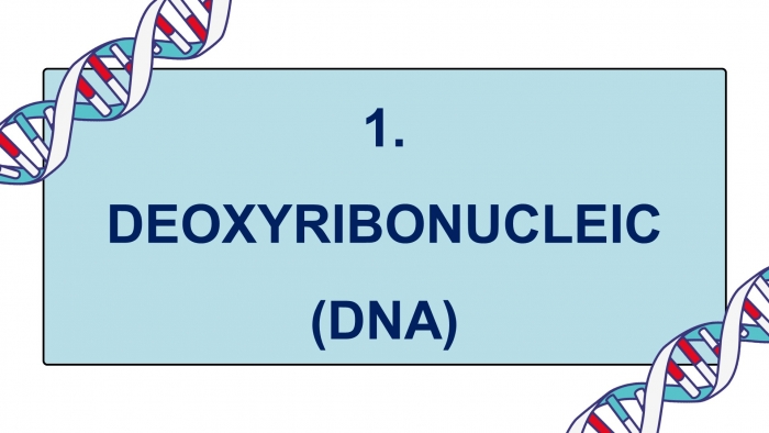 Giáo án điện tử KHTN 9 chân trời - Phân môn Sinh học Bài 37: Nucleic acid và ứng dụng