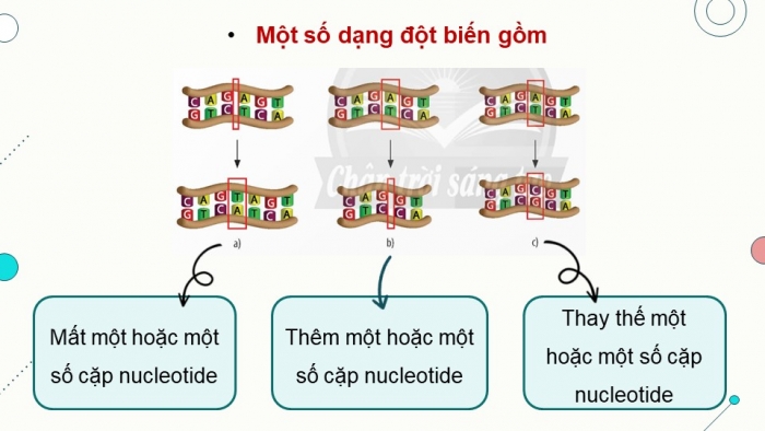 Giáo án điện tử KHTN 9 chân trời - Phân môn Sinh học Bài 38: Đột biến gene