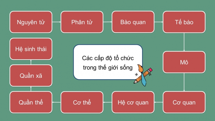 Giáo án và PPT đồng bộ Sinh học 10 chân trời sáng tạo