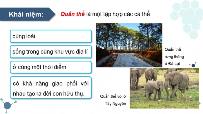 Giáo án và PPT đồng bộ Sinh học 12 kết nối tri thức