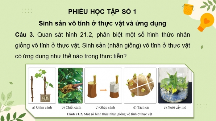 Giáo án và PPT đồng bộ Sinh học 11 cánh diều