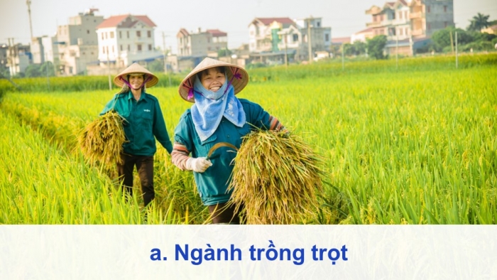 Giáo án điện tử Địa lí 9 kết nối Bài 4: Nông nghiệp (bổ sung)