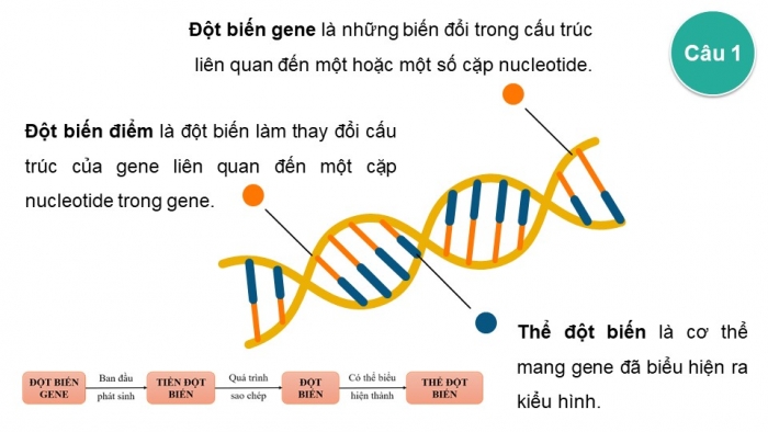 Giáo án điện tử Sinh học 12 kết nối Bài 4: Đột biến gene