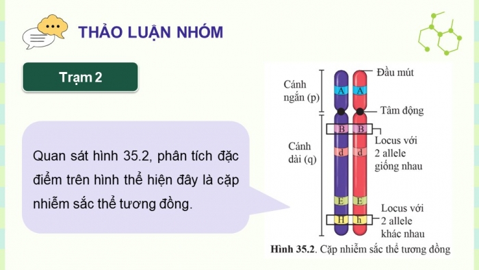 Giáo án điện tử KHTN 9 cánh diều - Phân môn Sinh học Bài 35: Nhiễm sắc thể và bộ nhiễm sắc thể